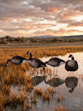 Immortal Canada goose silhouette decoys