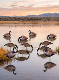 Core Canada goose silhouette decoys