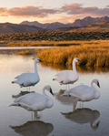 Core XXL swan decoys in a marsh