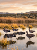 Immortal gadwall silhouette decoys