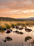 Core northern shoveler silhouette decoys