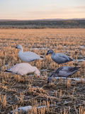 Immortal snow goose silhouette decoys