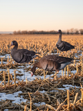 Immortal specklebelly goose silhouette decoys